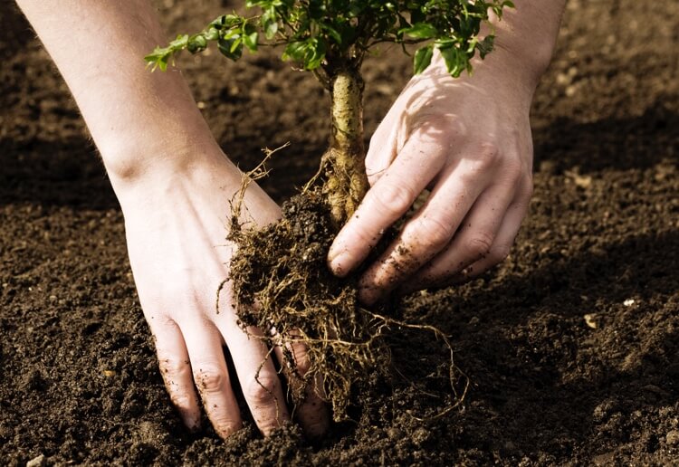Planting a tree 2